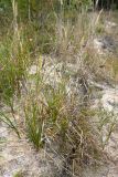 Carex arenaria