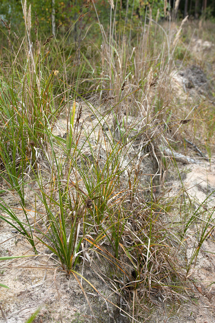 Изображение особи Carex arenaria.