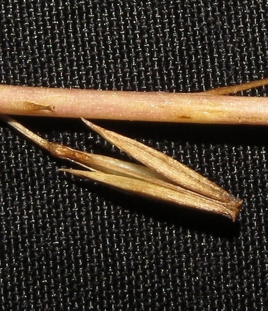 Изображение особи Triglochin palustris.