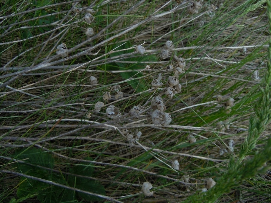 Image of Malva thuringiaca specimen.