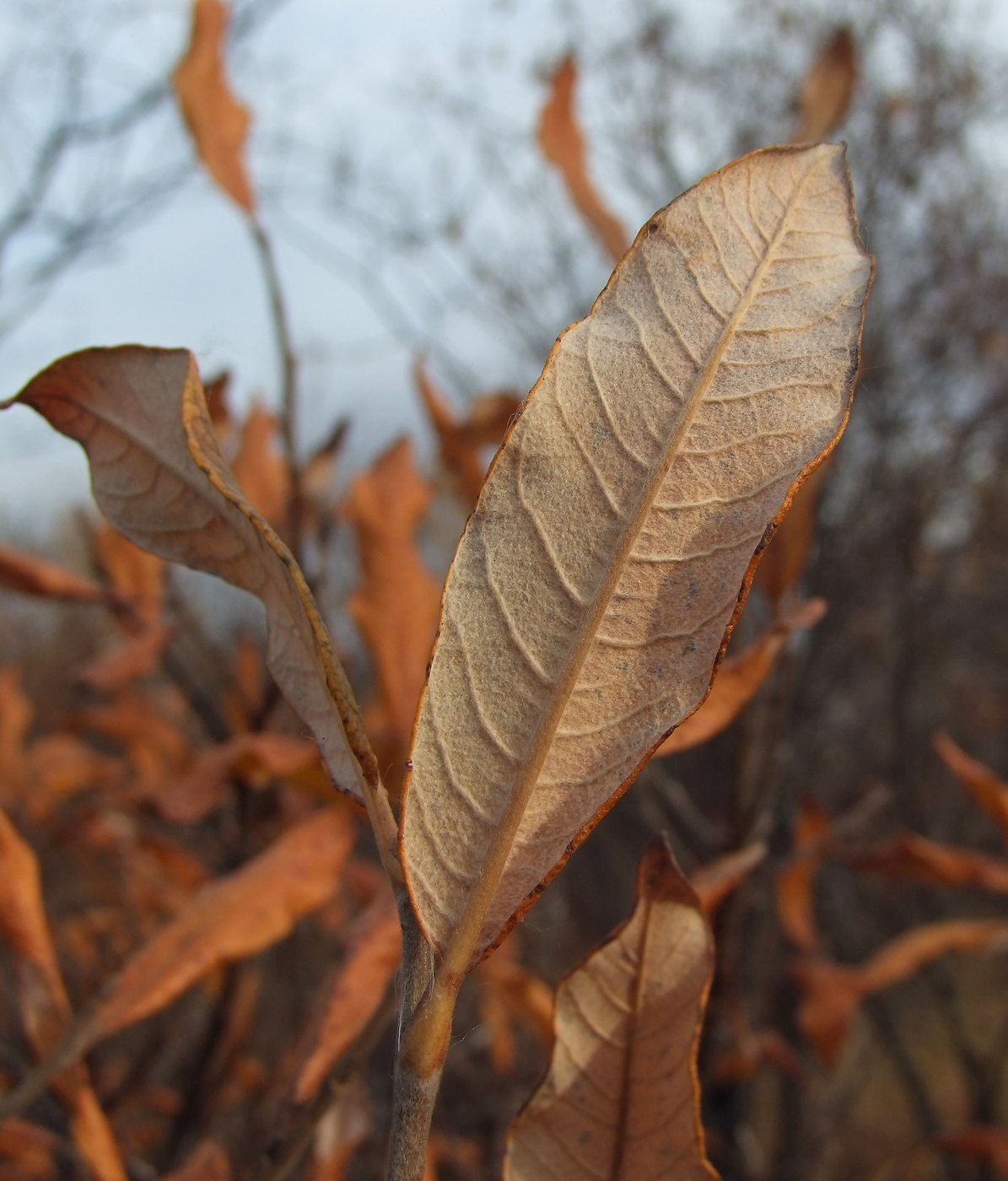 Изображение особи Salix krylovii.