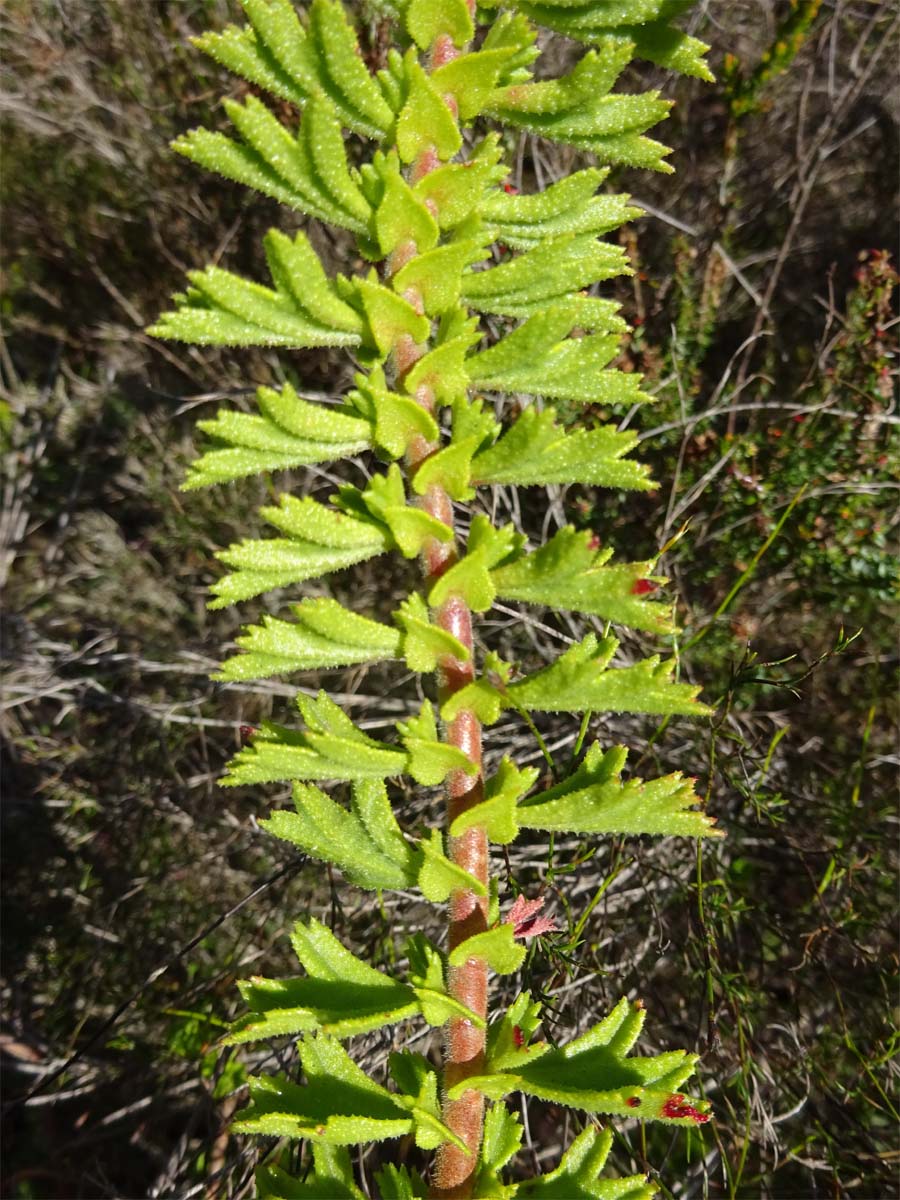 Image of Pelargonium crispum specimen.