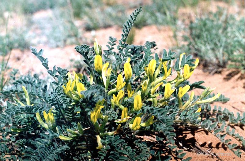 Изображение особи Astragalus longipetalus.