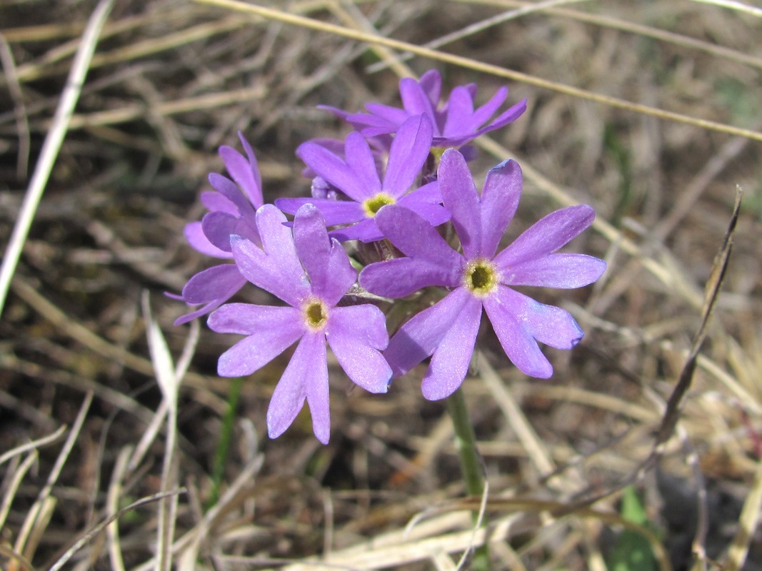 Image of Primula algida specimen.