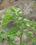 Crataegus pallasii. Часть ветви. Дагестан, Кумторкалинский р-н, долина р. Шураозень, склон. 25.04.2019.