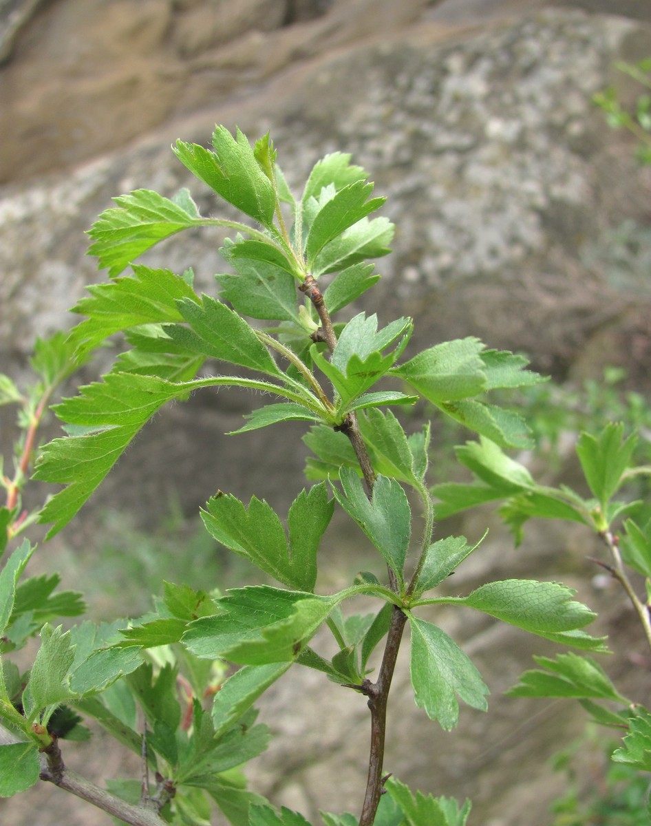 Изображение особи Crataegus pallasii.