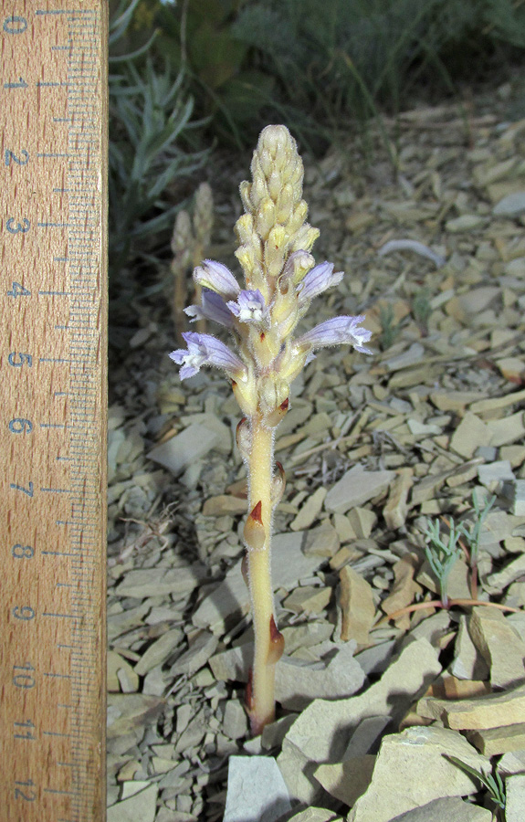 Image of Phelipanche gussoneana var. zosimae specimen.