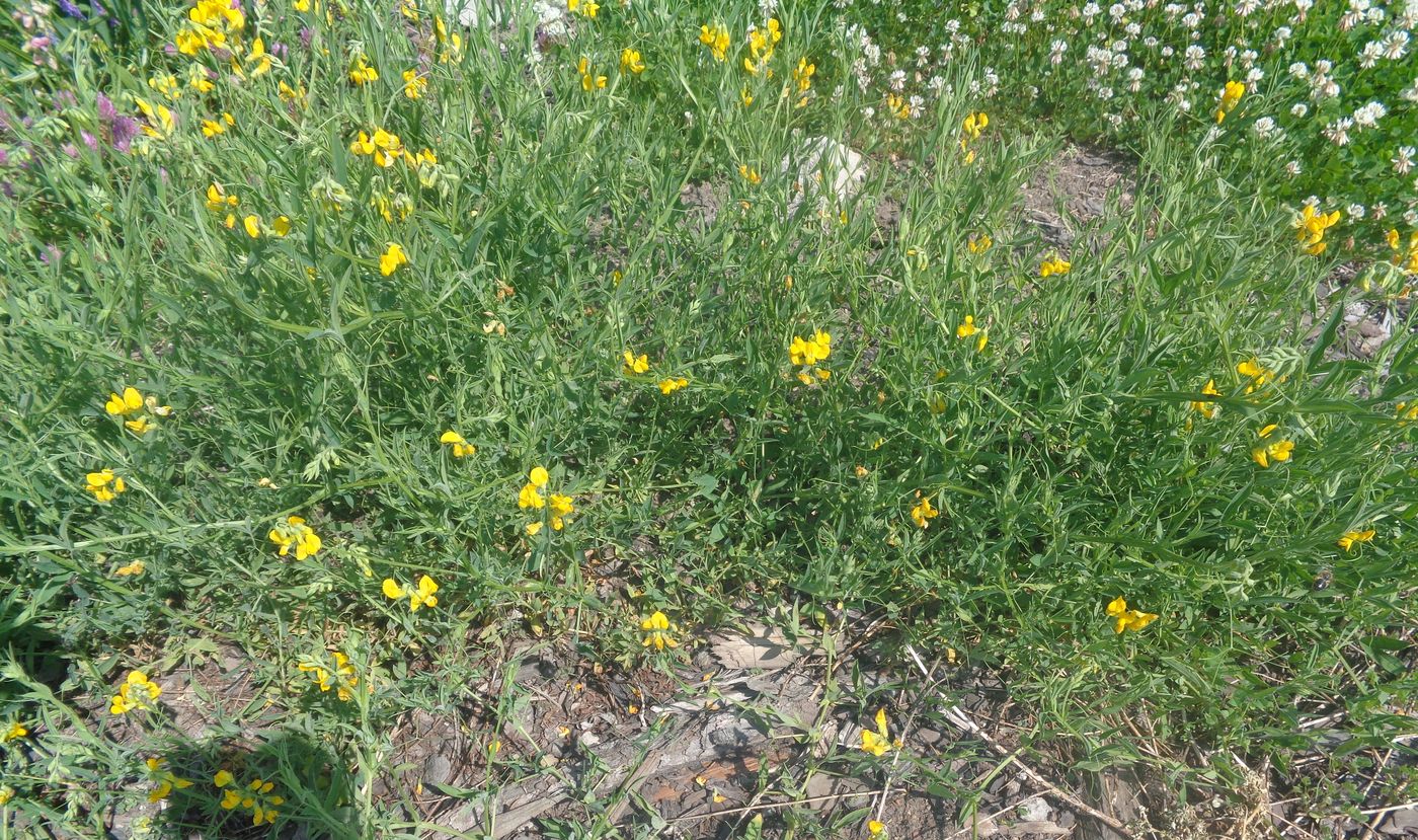 Изображение особи Lathyrus pratensis.