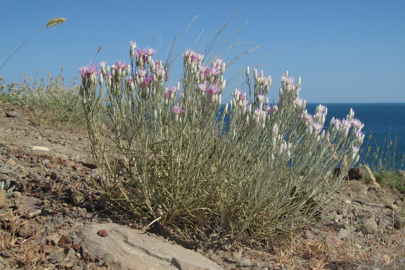 Image of Jurinea stoechadifolia specimen.