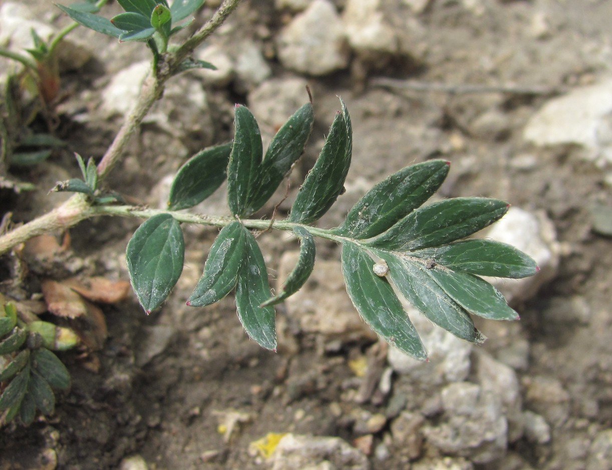 Image of Potentilla orientalis specimen.