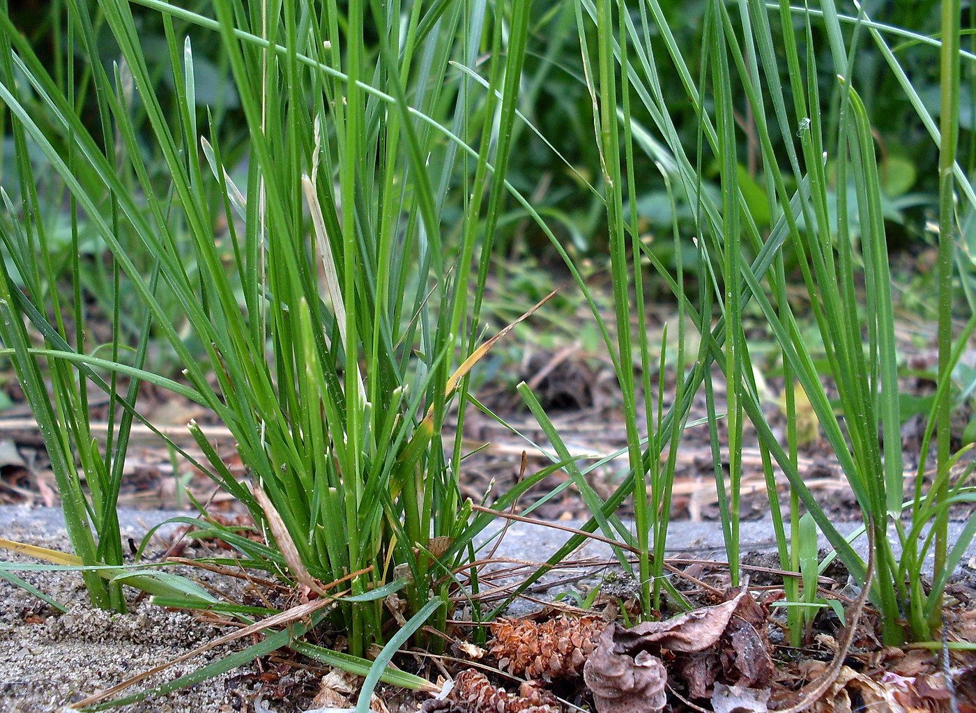 Изображение особи Poa angustifolia.