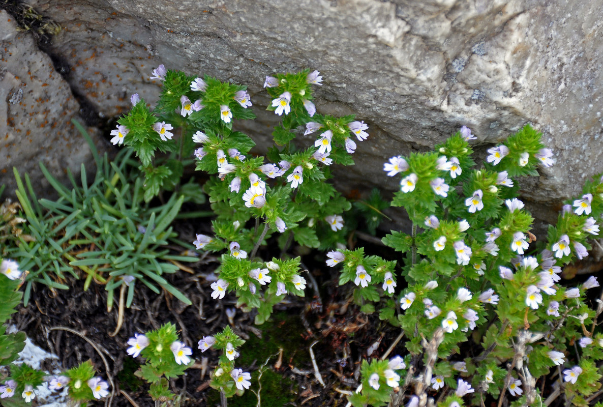 Изображение особи Euphrasia brevipila.