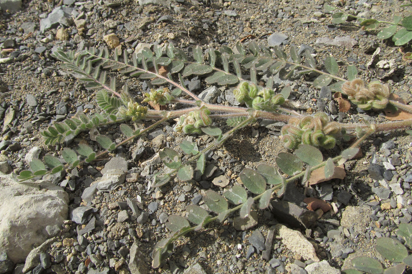 Image of Astragalus contortuplicatus specimen.