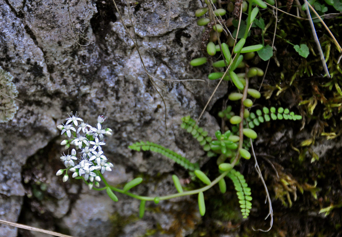 Image of Sedum album specimen.