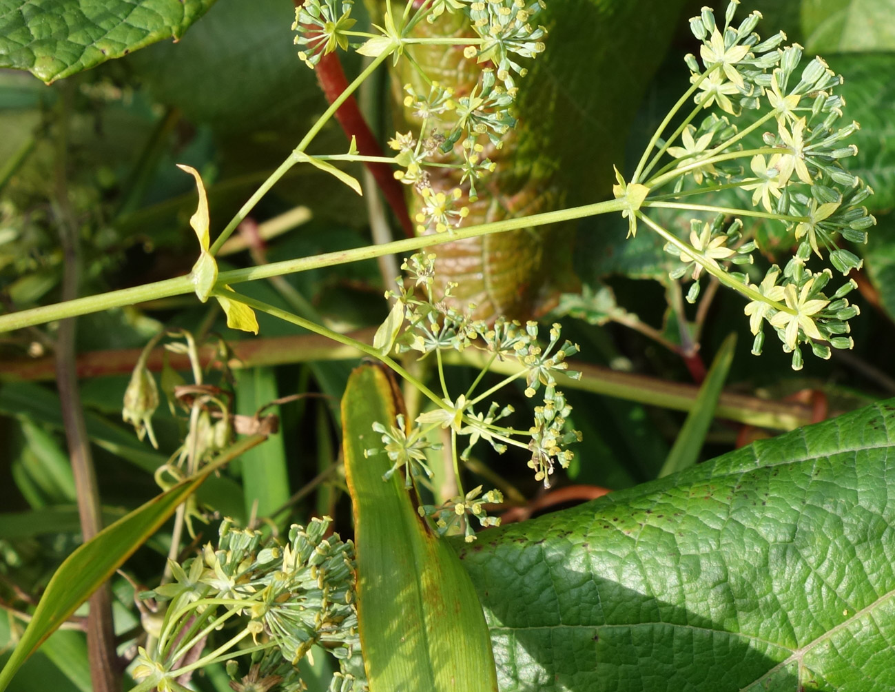 Image of Bupleurum longiradiatum specimen.