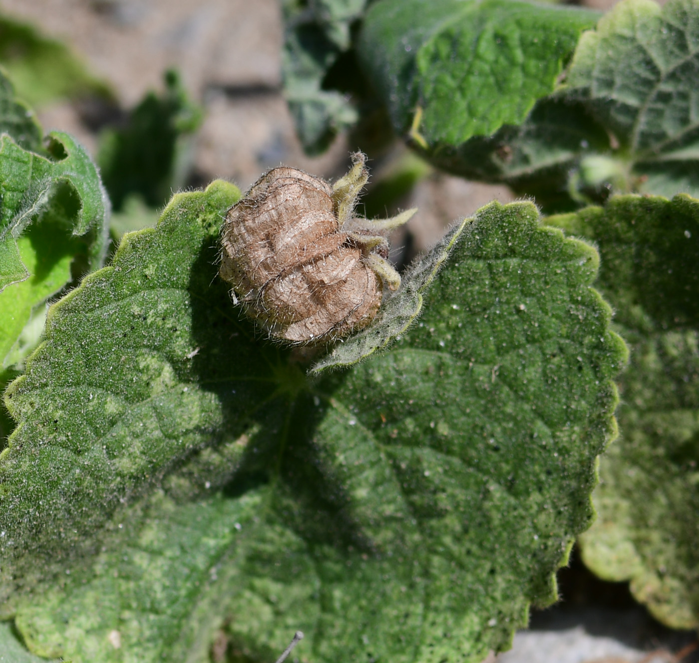 Image of Herissantia crispa specimen.