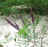 Amorpha fruticosa