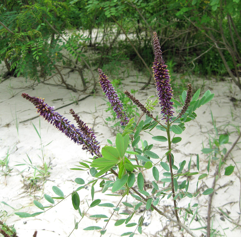 Изображение особи Amorpha fruticosa.