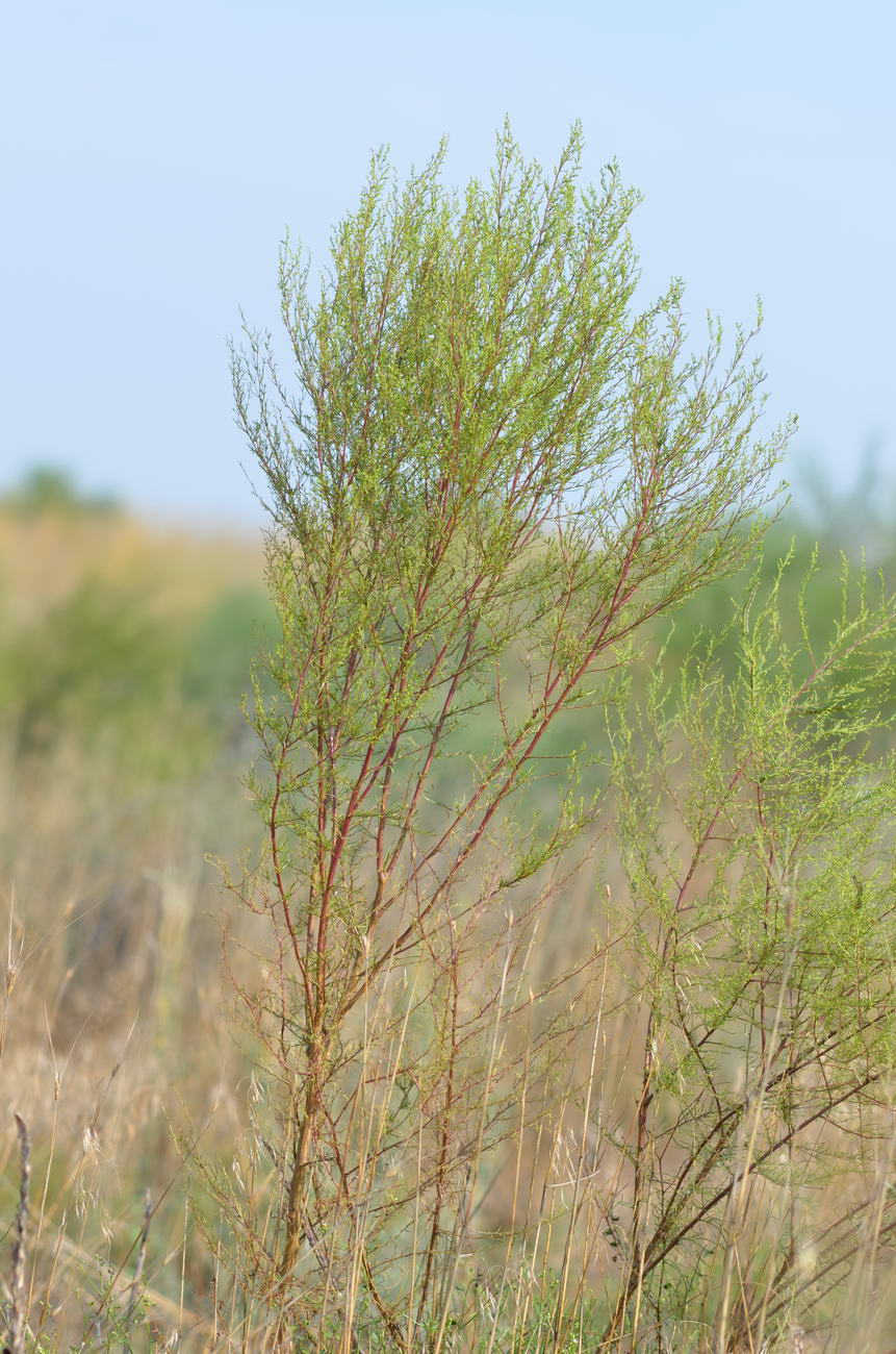 Image of Artemisia arenaria specimen.