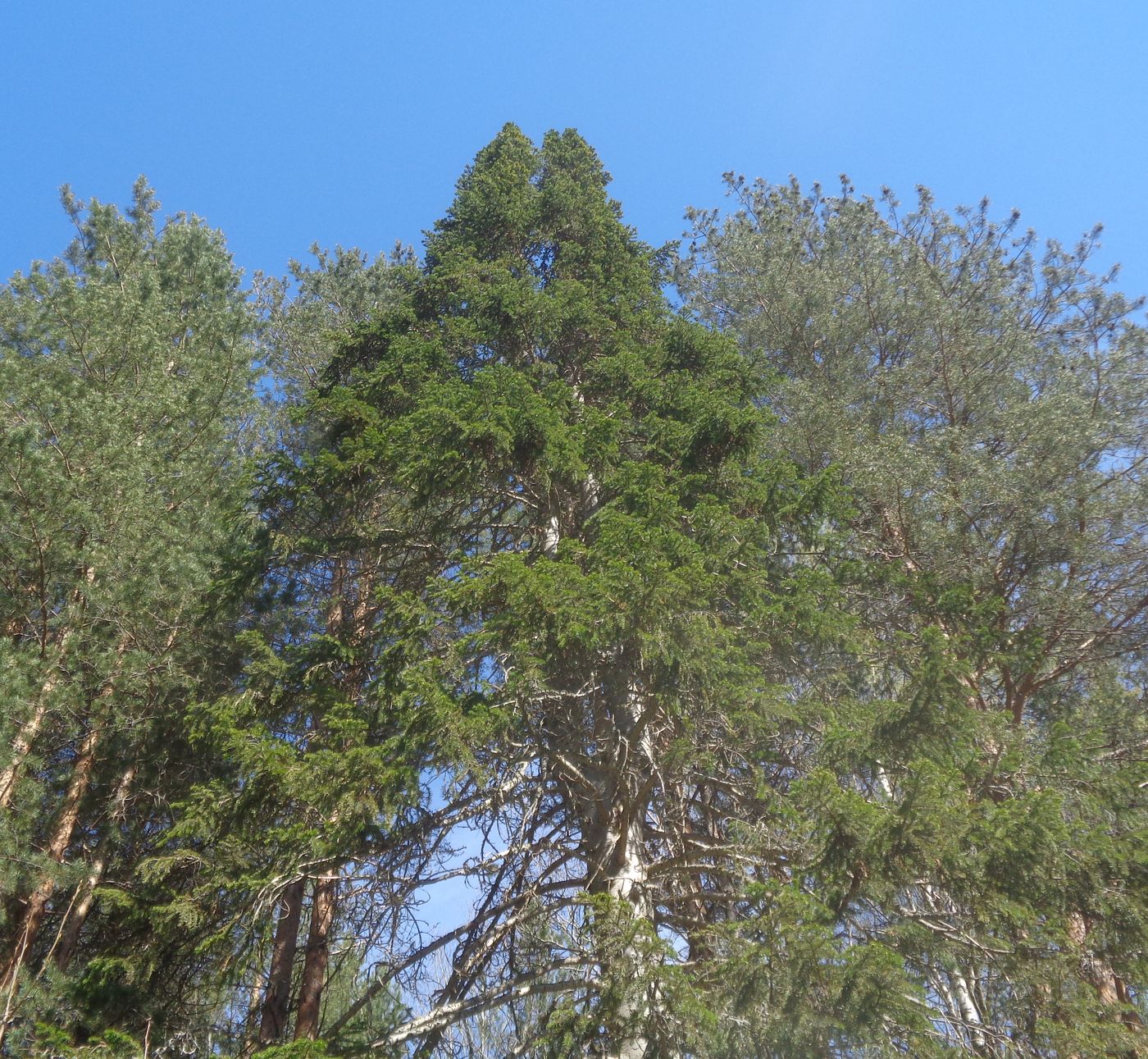 Image of Abies sibirica specimen.