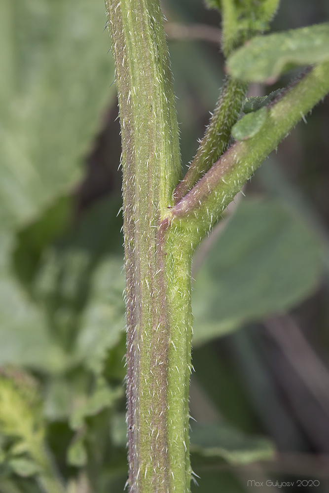 Изображение особи семейство Brassicaceae.