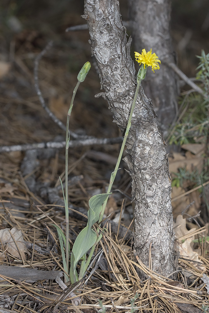 Image of Scorzonera crispa specimen.