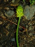 Ranunculus kedranus