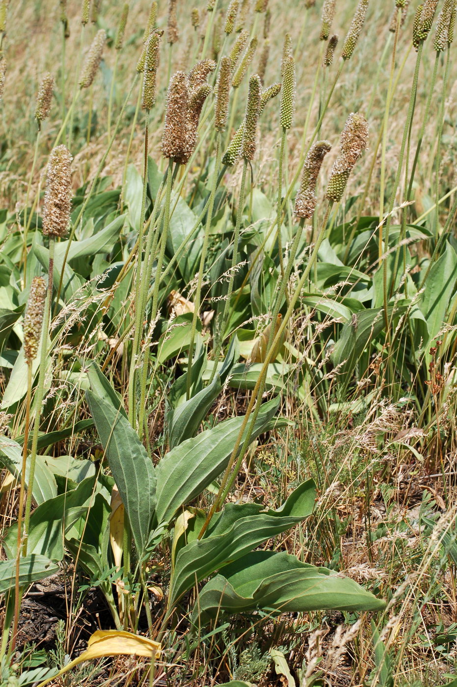 Image of Plantago media specimen.