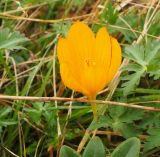 Crocus scharojanii. Цветок. Карачаево-Черкесия, окр. Теберды, ущелье р. Азгек, альпийский луг. 02.09.2019.