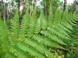 Athyrium filix-femina