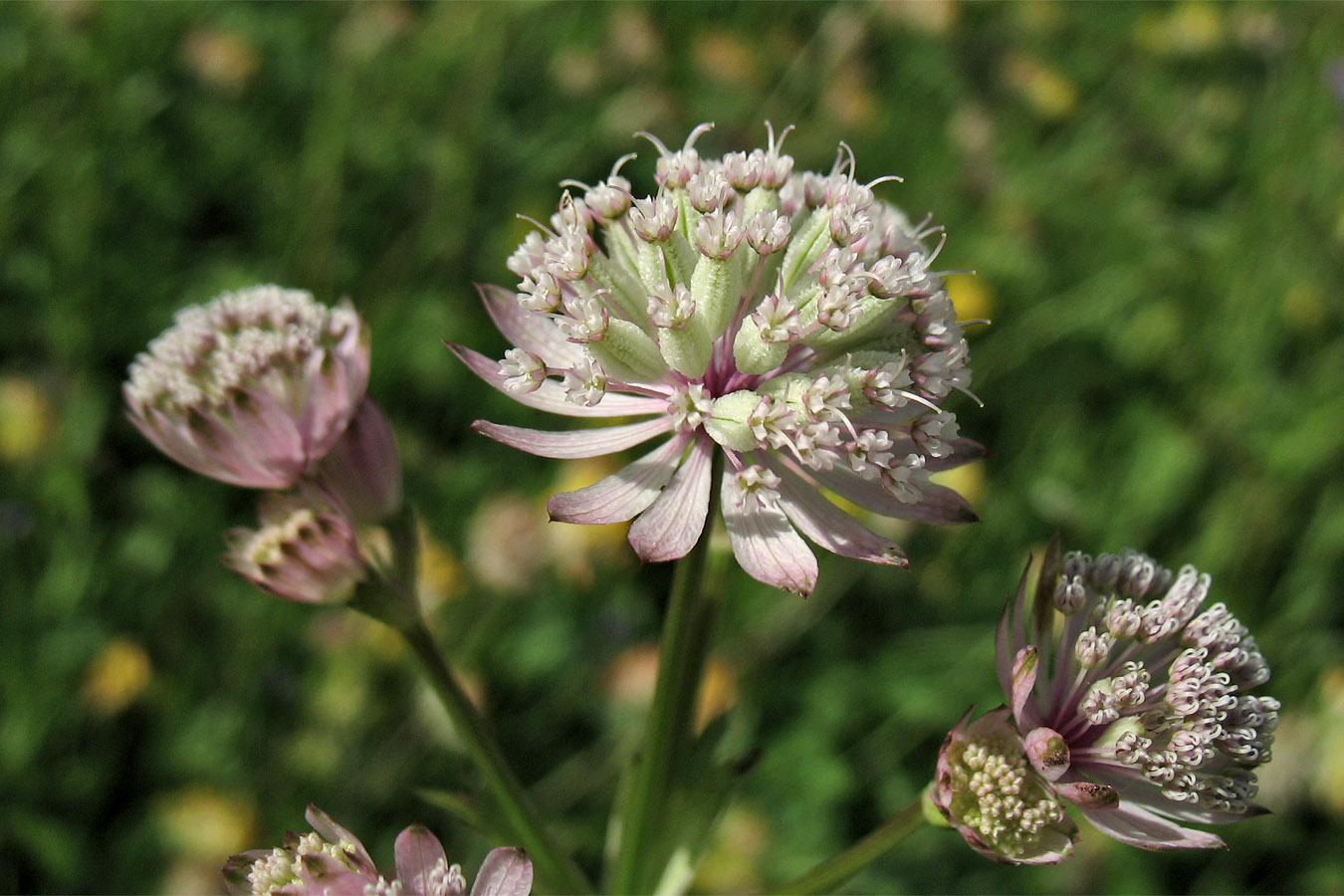 Image of Astrantia major specimen.