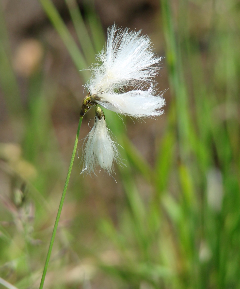 Изображение особи Eriophorum gracile.