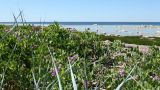 Lathyrus подвид maritimus