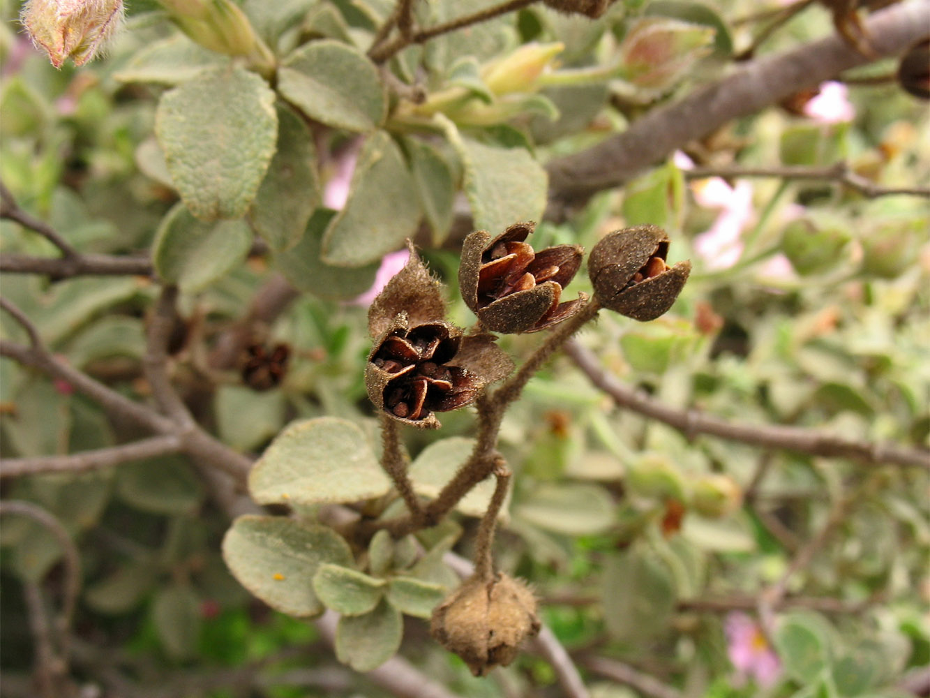 Image of Cistus parviflorus specimen.