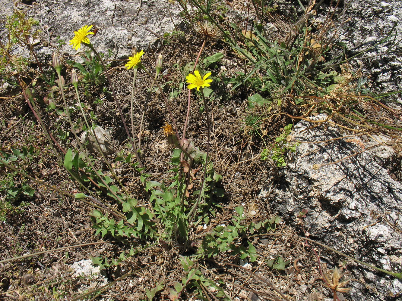 Image of Hyoseris lucida specimen.