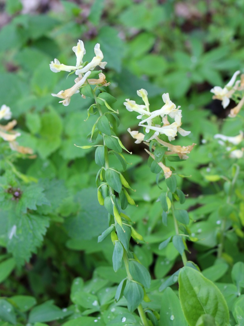 Image of Corydalis marschalliana specimen.