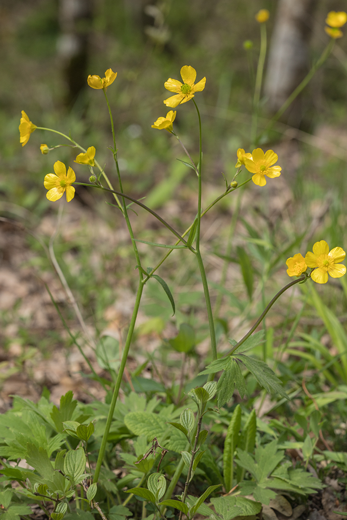 Image of Ranunculus georgicus specimen.