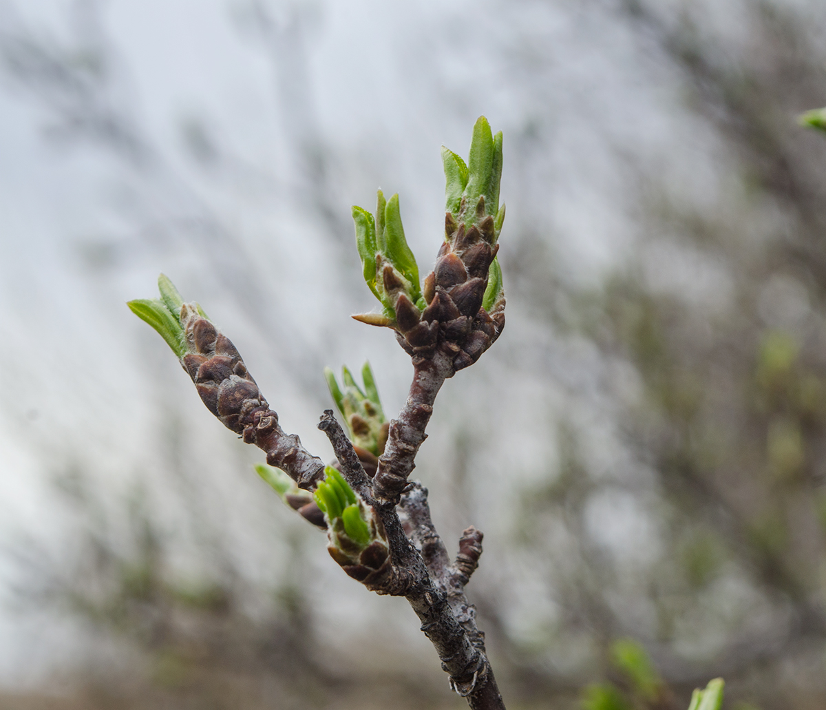 Image of familia Rosaceae specimen.