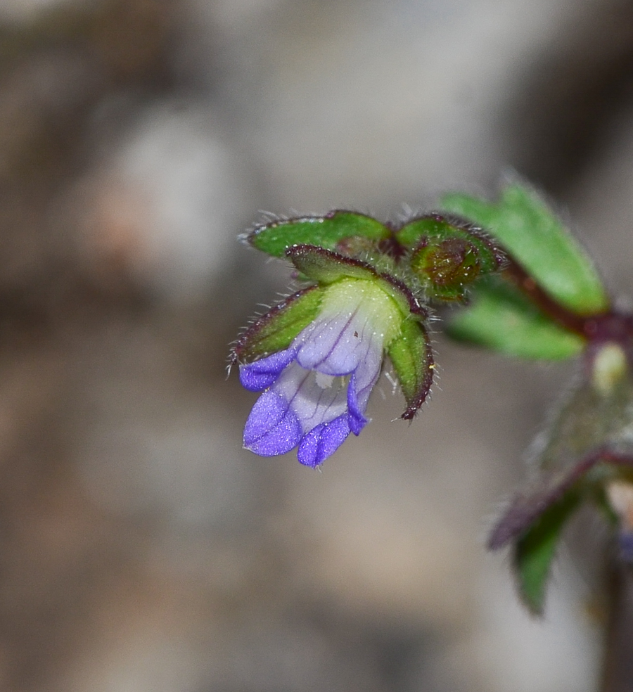 Image of Campanula erinus specimen.