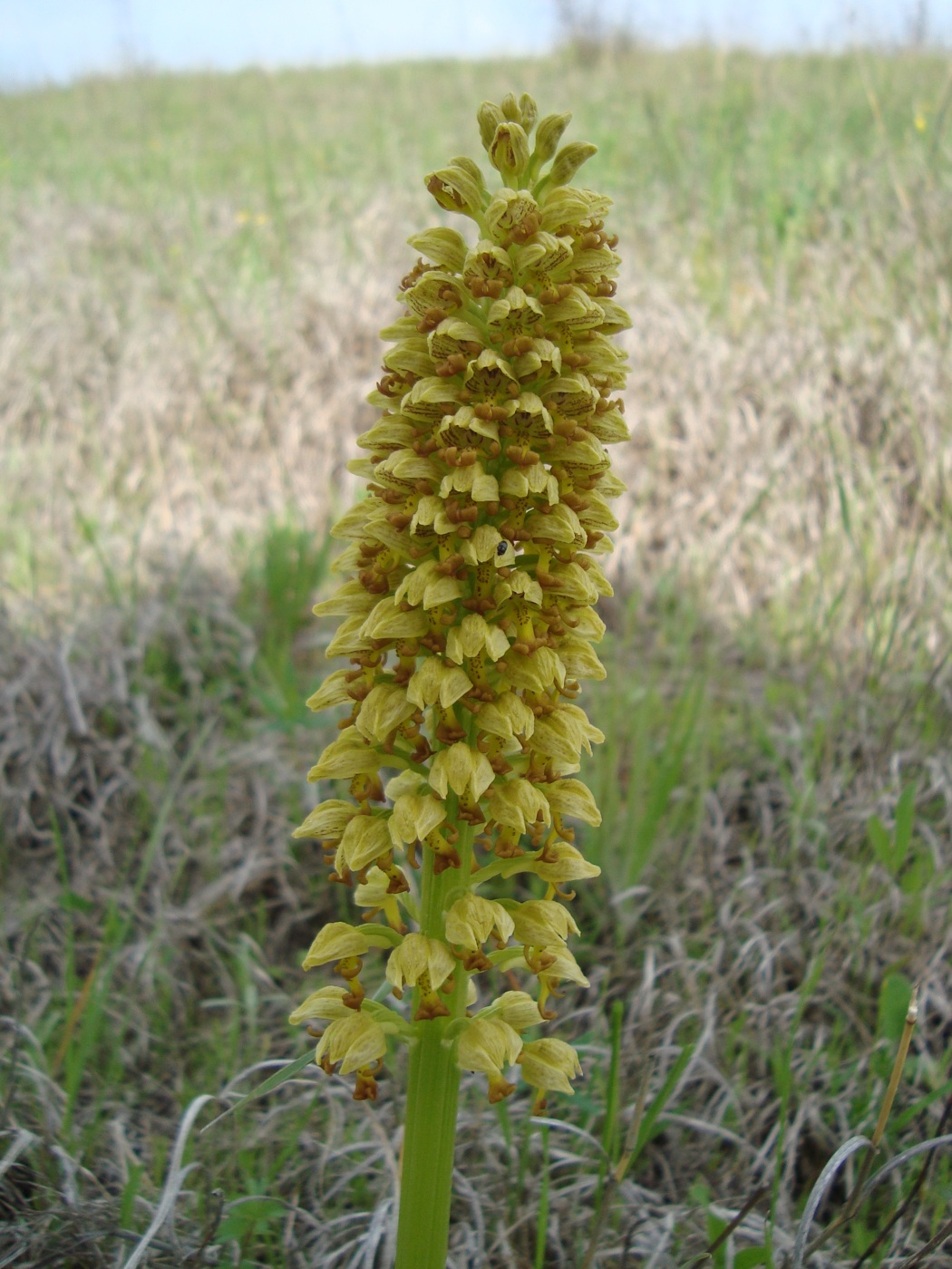 Изображение особи Orchis punctulata.