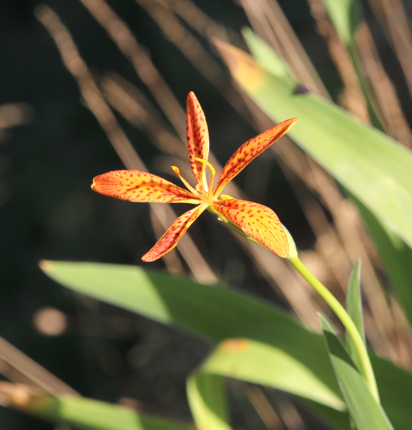 Изображение особи Belamcanda chinensis.