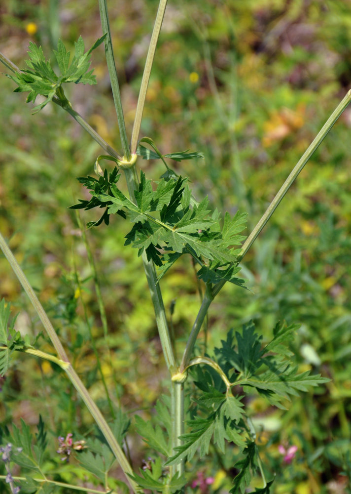 Image of Seseli libanotis specimen.