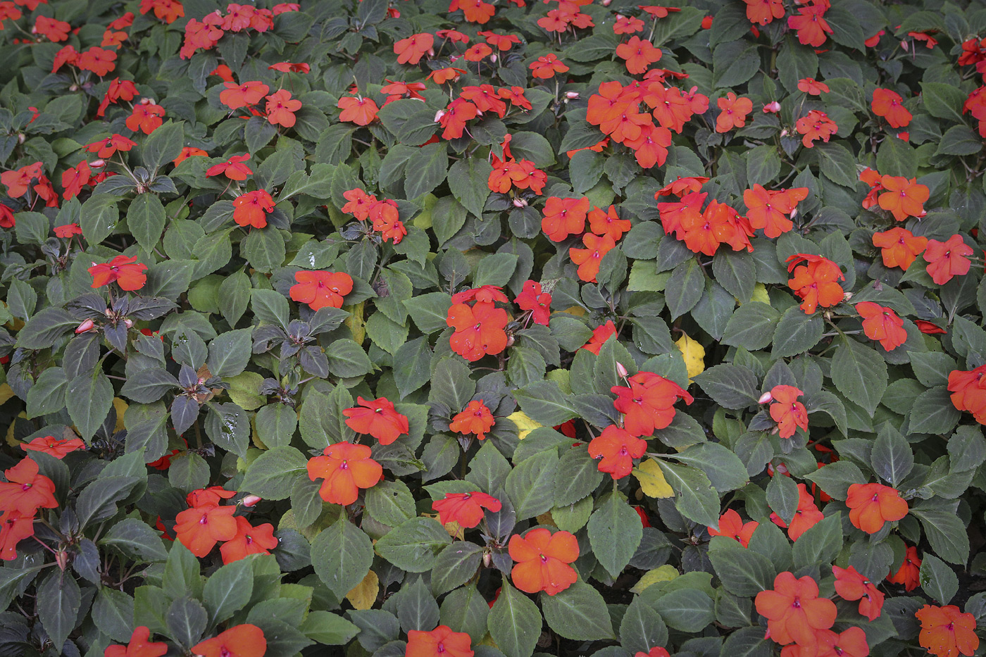 Image of Impatiens walleriana specimen.