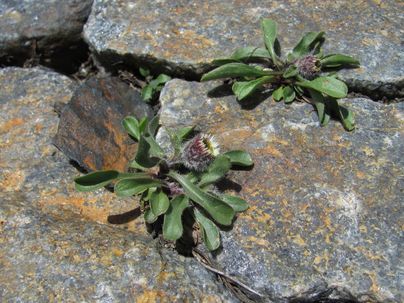 Изображение особи Erigeron uniflorus.