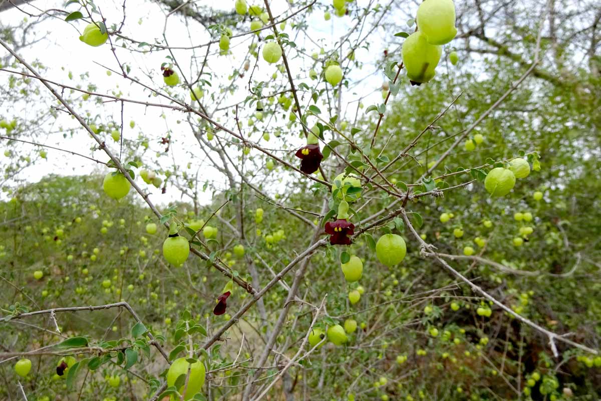 Изображение особи Tinnea rhodesiana.