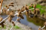 Xanthium orientale. Верхушка прошлогоднего сухого побега с соплодиями. Башкортостан, Зилаирский р-н, Юлдыбаевский сельсовет, окр. дер. Юлдыбаево, долина р. Сакмара, каменистый берег. 29 апреля 2022 г.