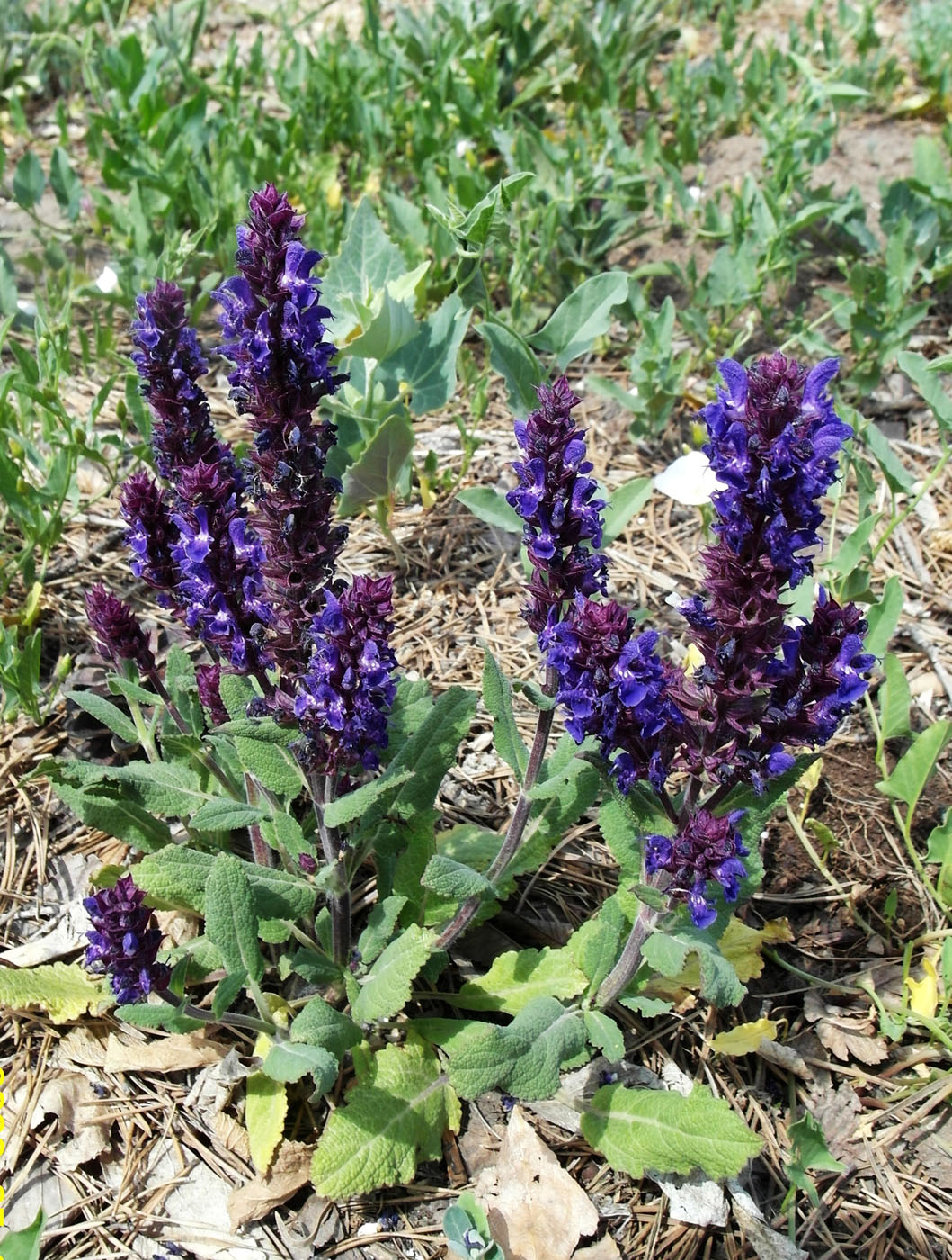 Image of Salvia nemorosa specimen.