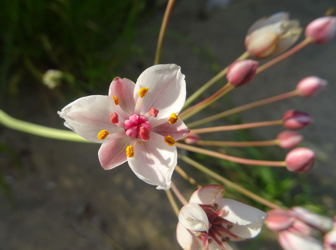 Изображение особи Butomus umbellatus.