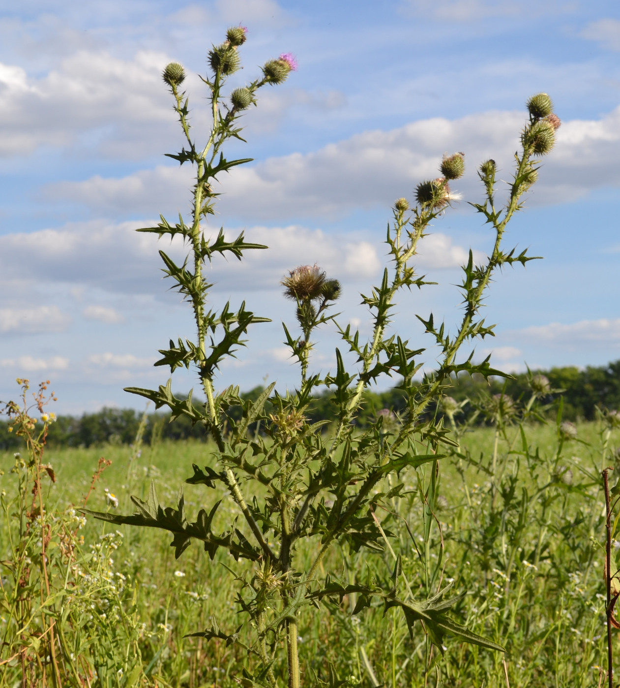 Изображение особи Cirsium vulgare.