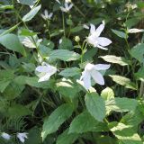 Gadellia lactiflora